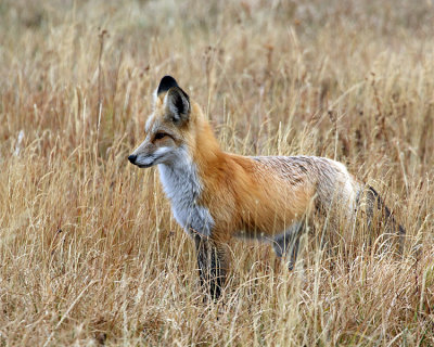 Fox on the Hunt.jpg