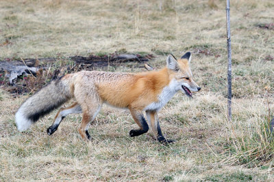 Fox on the Prowl.jpg