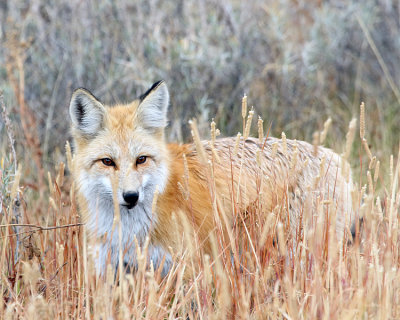 Fox Stalking.jpg