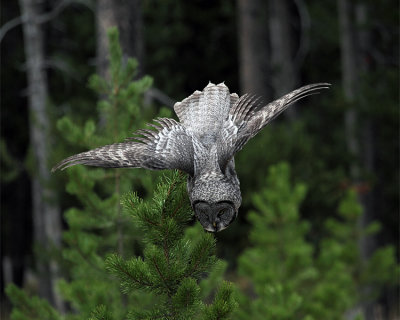 Great Grey Owl Diving.jpg