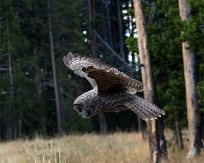 Great Grey Owl Flight.jpg