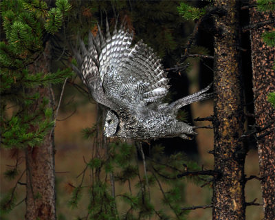 Great Grey Owl Flying Through the Trees.jpg