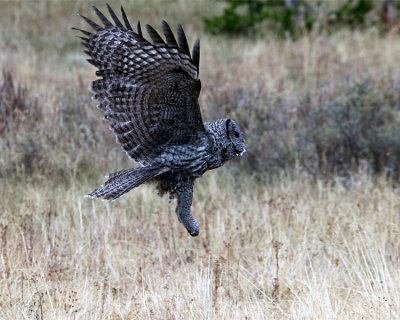 Great Grey Owl Flying.jpg