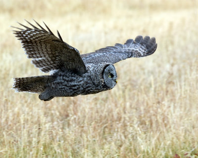 Great Grey Owl Glide.jpg