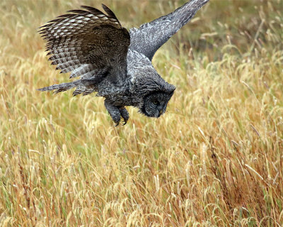 Great Grey Owl Hunting.jpg