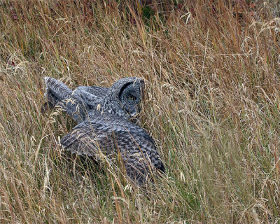 Great Grey Owl in the Grass.jpg