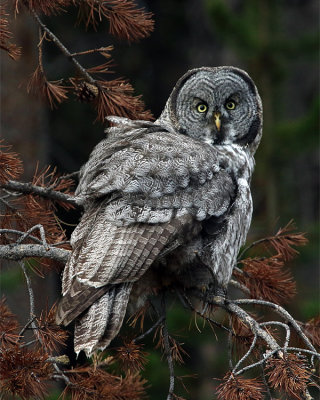 Great Grey Owl on the Branch.jpg