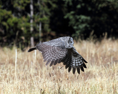 Great Grey Owl on the Wing.jpg