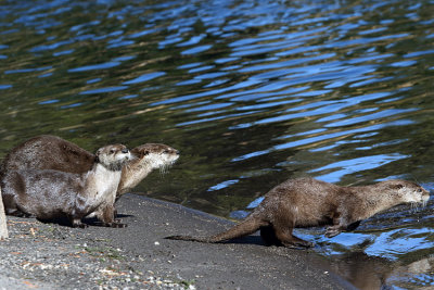 Heading for the water.jpg