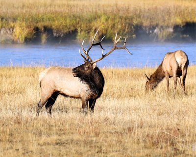 King of the Herd.jpg