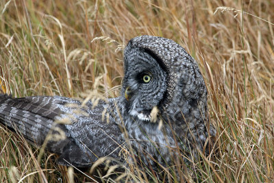 Owl in the Tall Grass.jpg