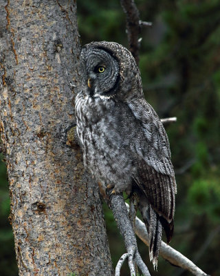 Owl on a branch.jpg