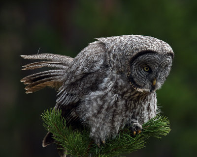 Owl on a Perch.jpg