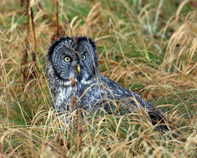 Owl on the Ground.jpg