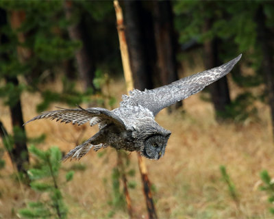 Owl on the Wing.jpg