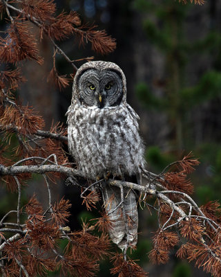 Owl Perched.jpg
