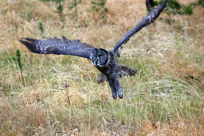 Owl Taking Off.jpg