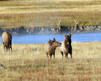 Playful Elk by the River.jpg