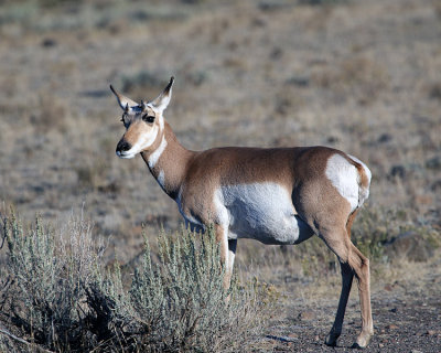 Pronghorn Female.jpg