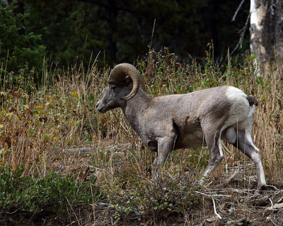 Ram on the Hill.jpg