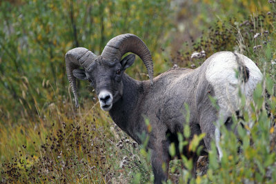 Ram.jpg