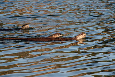 Swimming Otters.jpg