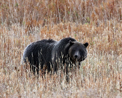 Grizzly on Two Ocean Lake Road.jpg