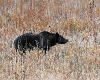 Grizzly Profile.jpg