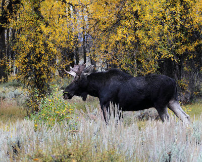 Moose Bull at Gros Ventre.jpg