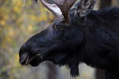 Moose Profile.jpg