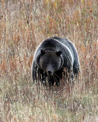 Two Ocean Lake Grizzly in the Grass.jpg