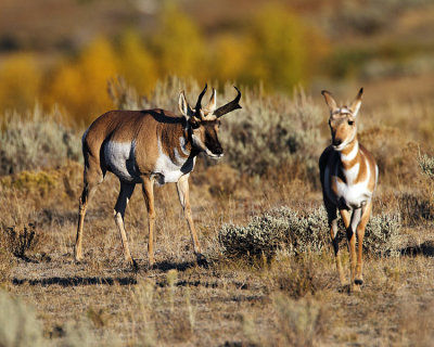 Pronghorn Male.jpg
