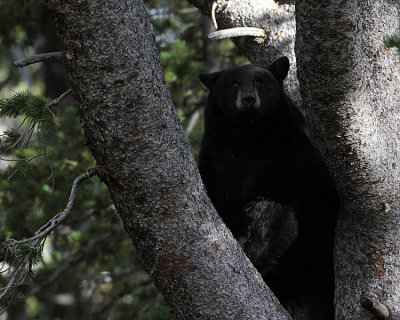 Black Bear Sow in a Tree.jpg