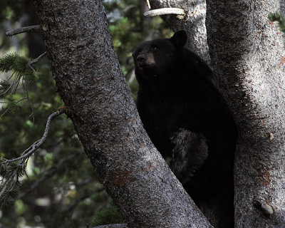 Black Bear Sow on the Dunraven.jpg