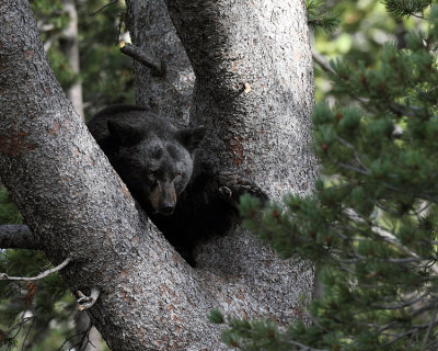 Black Bear Sow Peering Intently.jpg