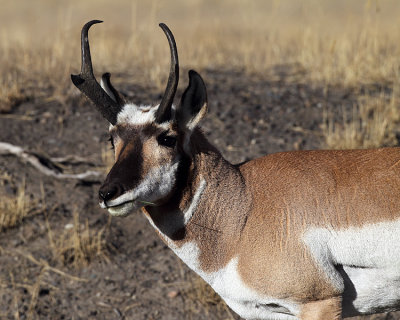 Pronghorn Profile.jpg
