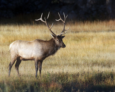 Bull Elk.jpg