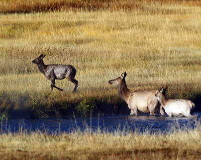 Elk Family in the River.jpg