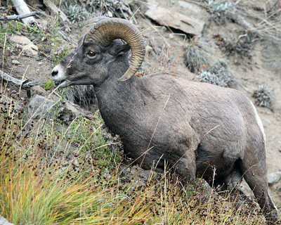 Bighorn Ram On the Hill.jpg