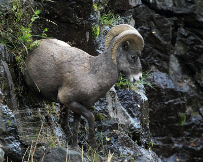 Ram on the Rocks.jpg