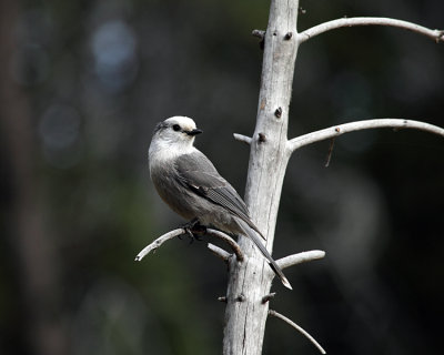 Clarks Nutcracker.jpg
