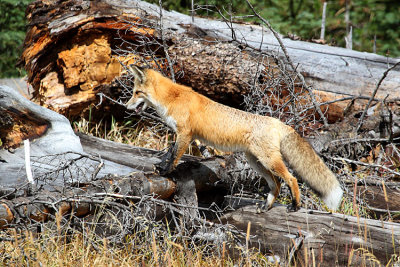 Fox on the Logs.jpg