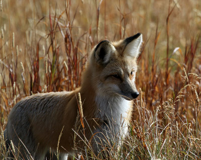 Fox in the Purple Grass.jpg