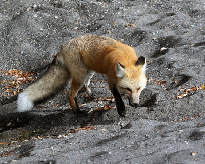Fox on the Black Sand.jpg