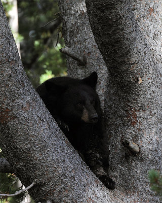 Black Bear Sow.jpg