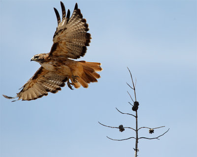 Red Tail Launch.jpg