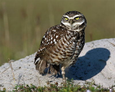 Banded Burrowing Owl.jpg