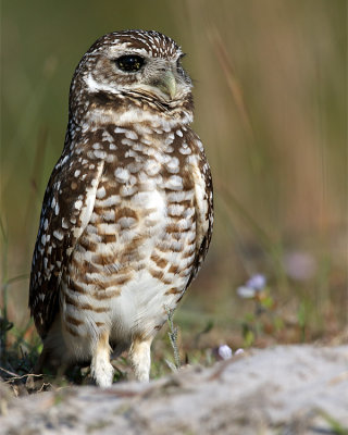 Brown Eyed Owl.jpg