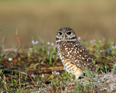 Burrowing Owl at Cape Coral.jpg