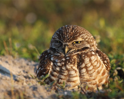 Burrowing Owl Closeup.jpg